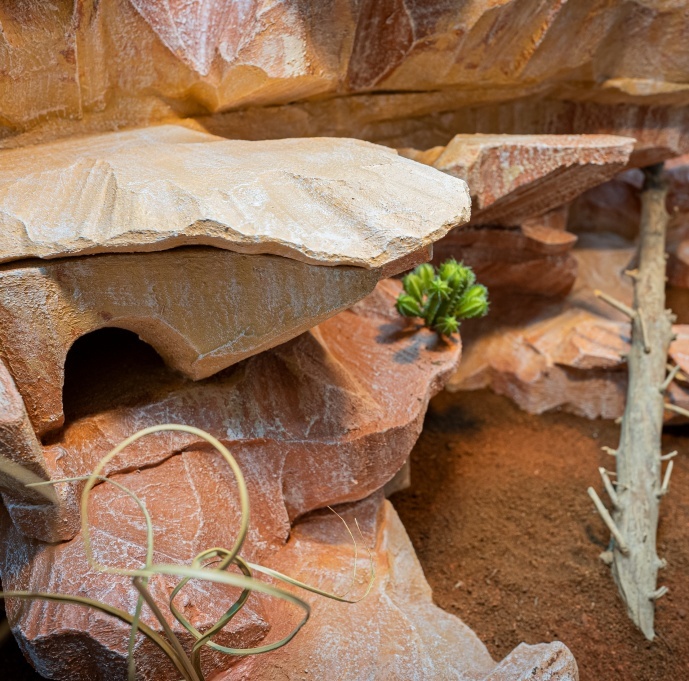 Terrarium Felsen Wüste Terrarium Felsen Wüste